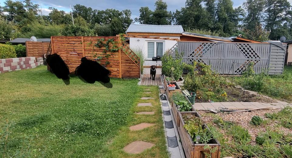 Thumbnail-Pachtgarten abzugeben in Borsdorf alles neu hier