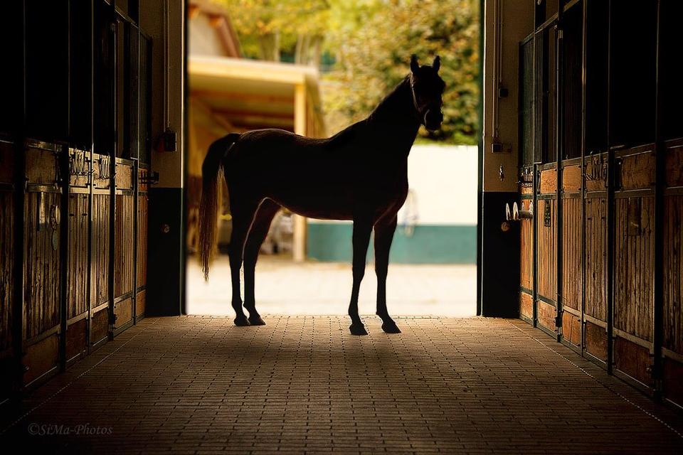 Thumbnail-Pferdehof, Bauernhof, Reitanlage: rd 18ha in Alleinlage