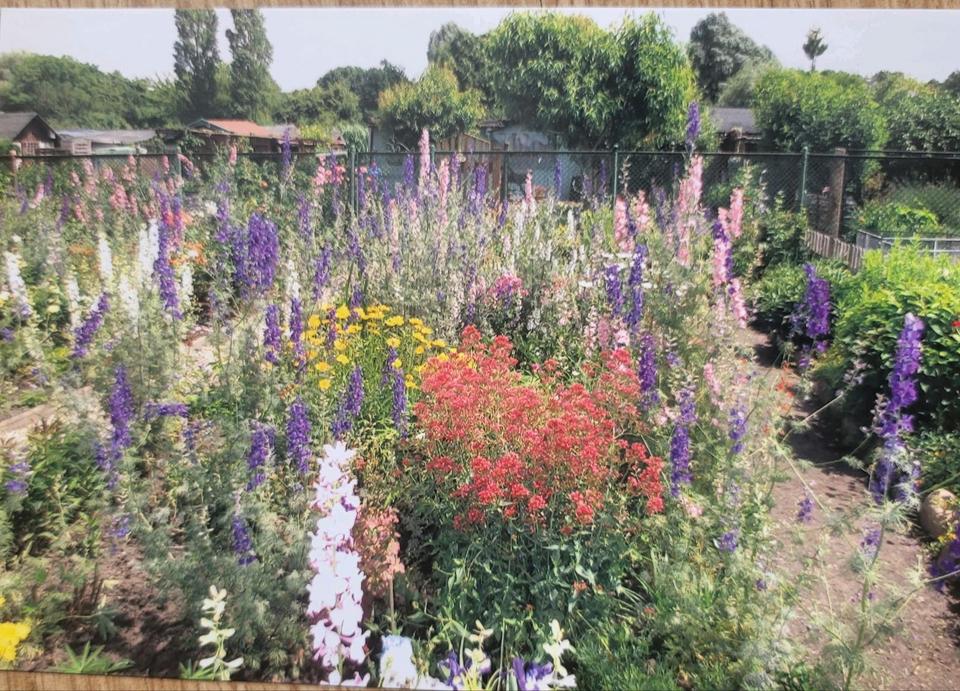 Thumbnail-Kleingarten in Gohlis abzugeben 185m2