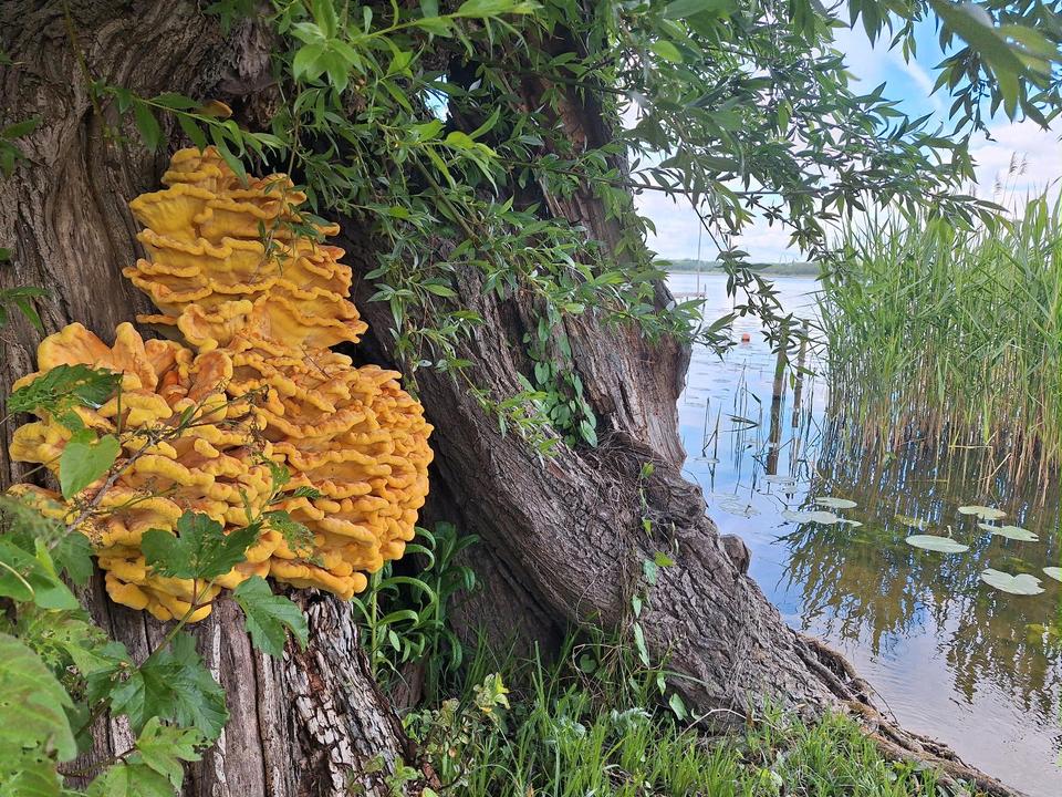 Thumbnail-Wassergrundstück, Bungalow, Mecklenburger Seenplatte