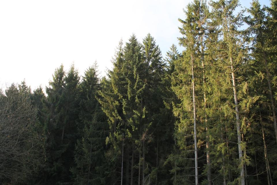 Thumbnail-ruhige 2,5 Zimmerwohnung II. Stock - keine Nachzahlung