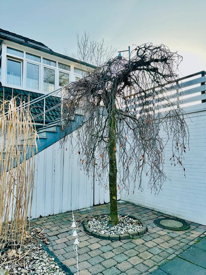 Thumbnail-87 m² Maisonette+ 25 m² XXL-Dachterrasse,2 Bäder,Klima,Stellplatz