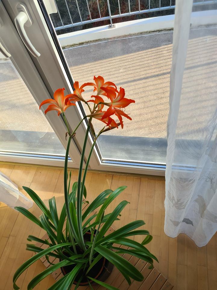 Thumbnail-ETW SCHÖNEICHE; MITTEN IM GRÜNEN; KEIN STRASSENLÄRM