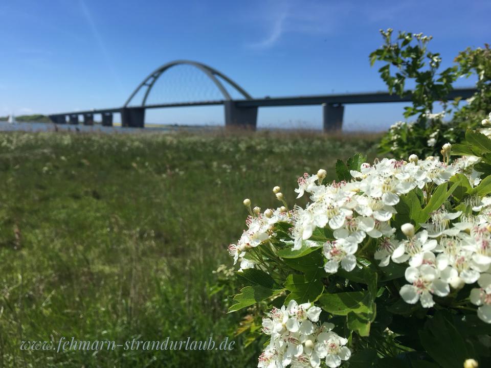 Thumbnail-Ferienwohnung Fehmarn Südstrand mit WLAN +Strandkorb am Meer