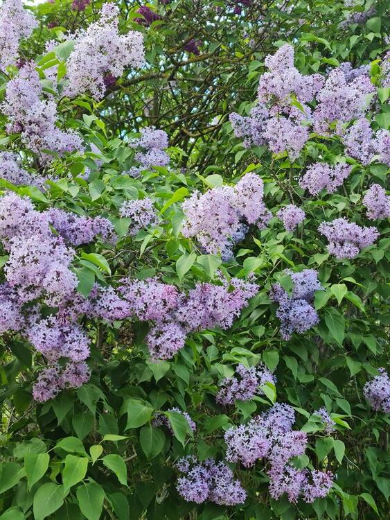 Thumbnail-Kleingarten Berlin Tempelhof