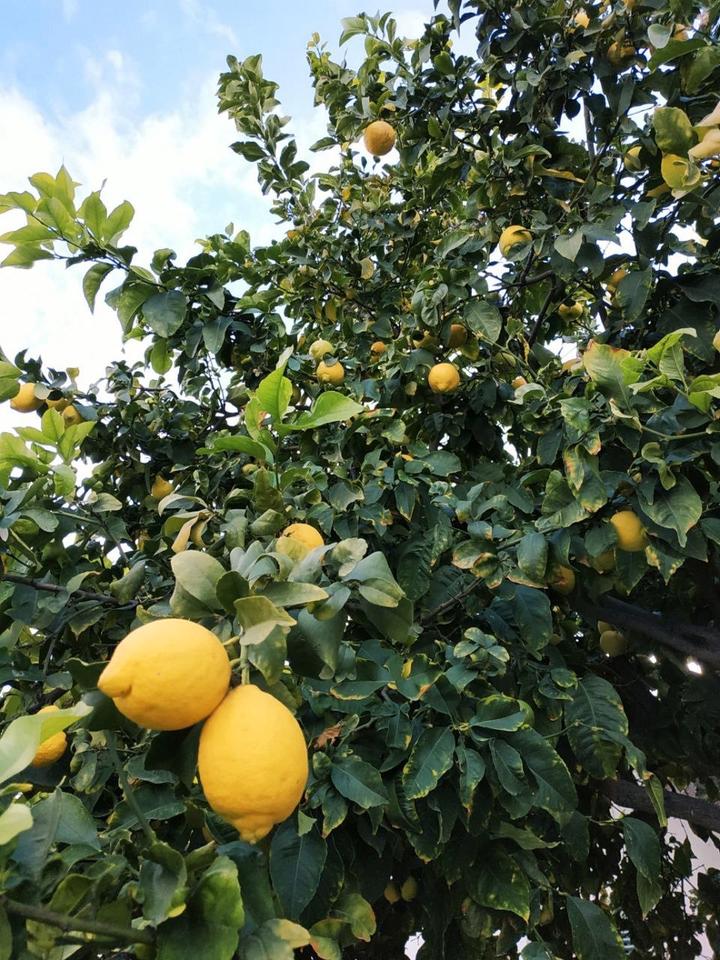 Thumbnail-Ferienwohnung Nordzypern, Überwintern, Saisonmiete