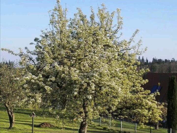 Thumbnail-3 Zimmer Wohnung in Rotensol