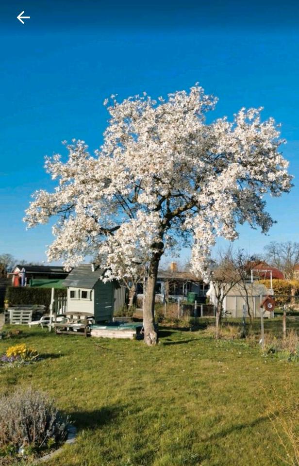 Thumbnail-Kleingarten in liebevolle Hände abzugeben