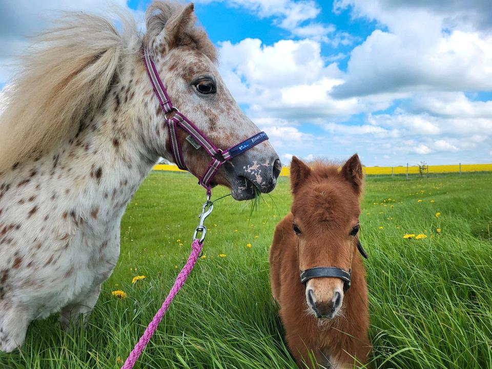 Thumbnail-Ferienwohnung mit Kamin a.d. Bauernhof Tiere Pferde Ostsee