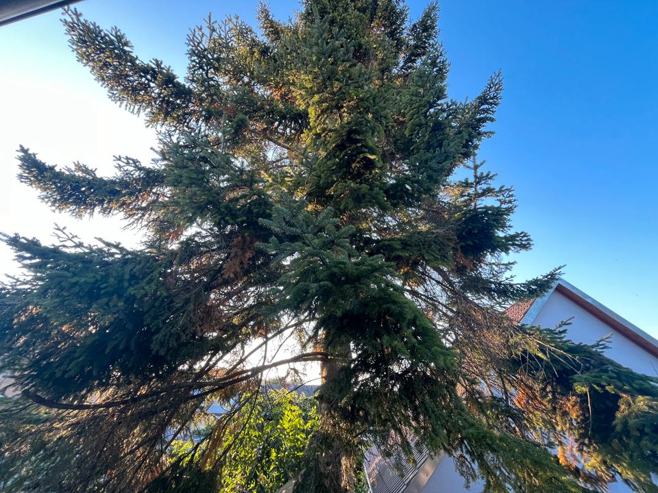 Thumbnail-Wohnhaus mit separater Scheune + 1 ha Weideland