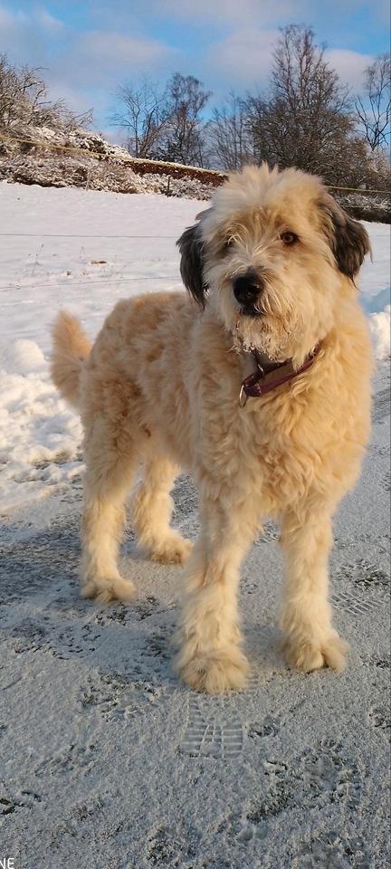 Thumbnail-Tiere erlaubt,45 qm Appartement mit eigenem Garten und stellp