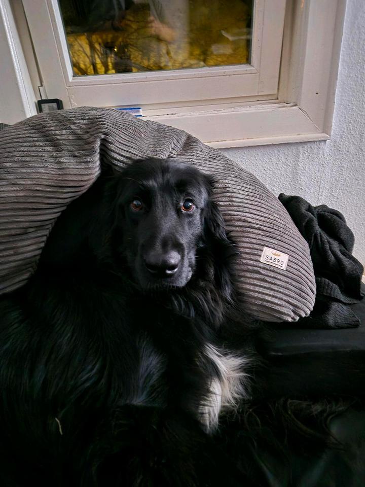 Thumbnail-Kleines Haus oder Erdgeschosswohnung