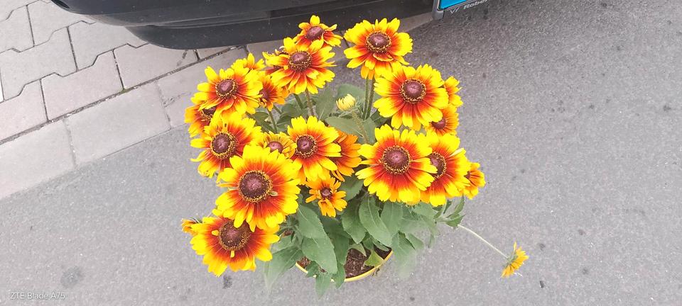 Thumbnail-Schoene 2 Zimmer mit Balkon zu sofort zu vermieten