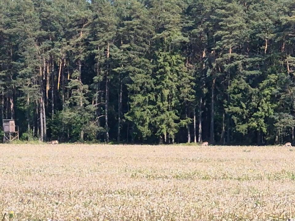 Thumbnail-Einfamilienhaus in Visselhövede OT Schwitschen zu verkaufen
