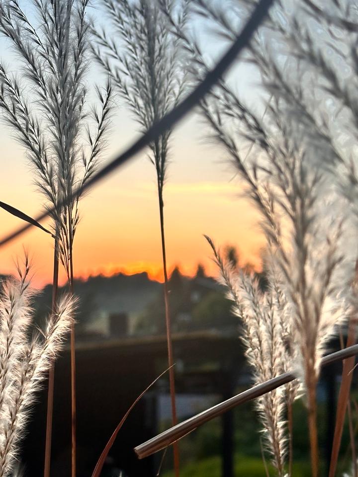 Thumbnail-Garten in Sebnitz abzugeben