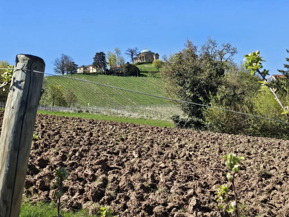 Thumbnail-GrünlandAcker-Grundstück in Stuttgart-Uhlbach, frisch gerodet