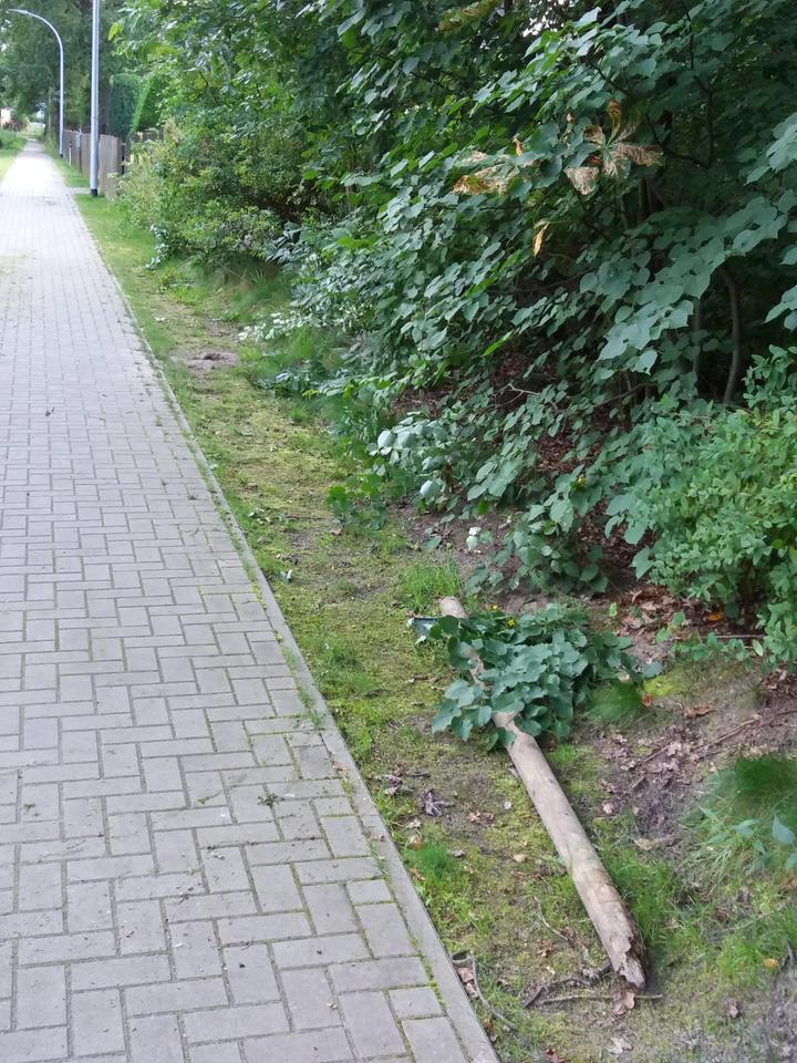 Thumbnail-zu verpachten kleines Waldgrundstück in Falkensee