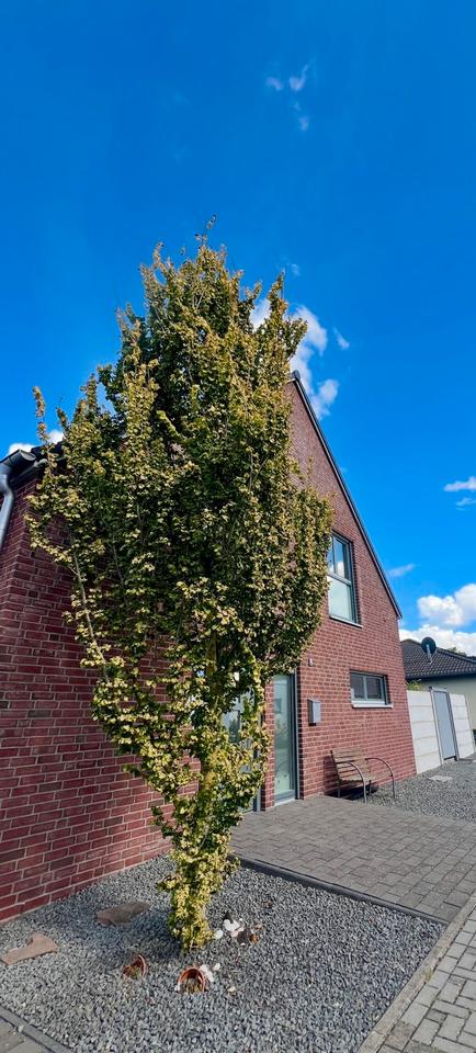 Thumbnail-Gussek Premiumhaus mit Energieklasse A, Designküche & Toplage