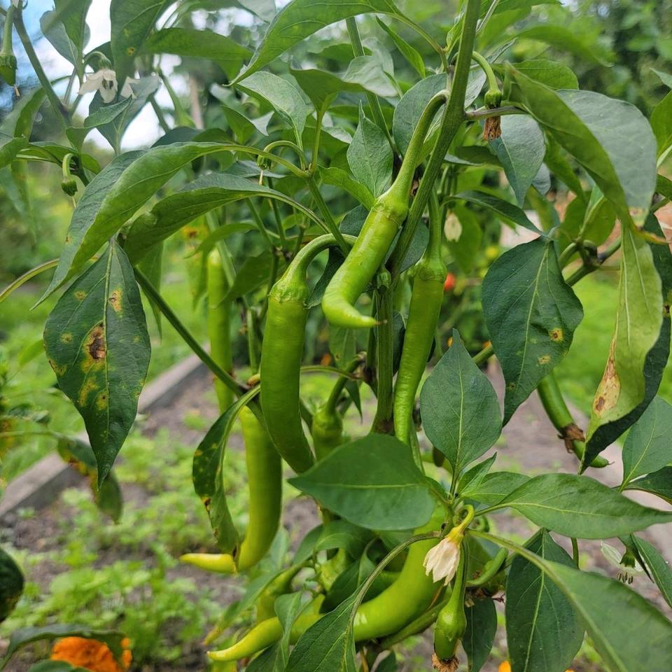 Thumbnail-Schöner Garten in Lehrte