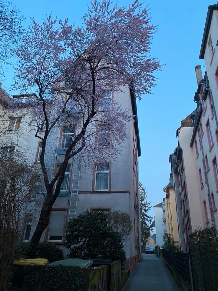 Thumbnail-3 Zimmerwohnung in Frankfurt Nordend provisionsfrei zu verkaufen