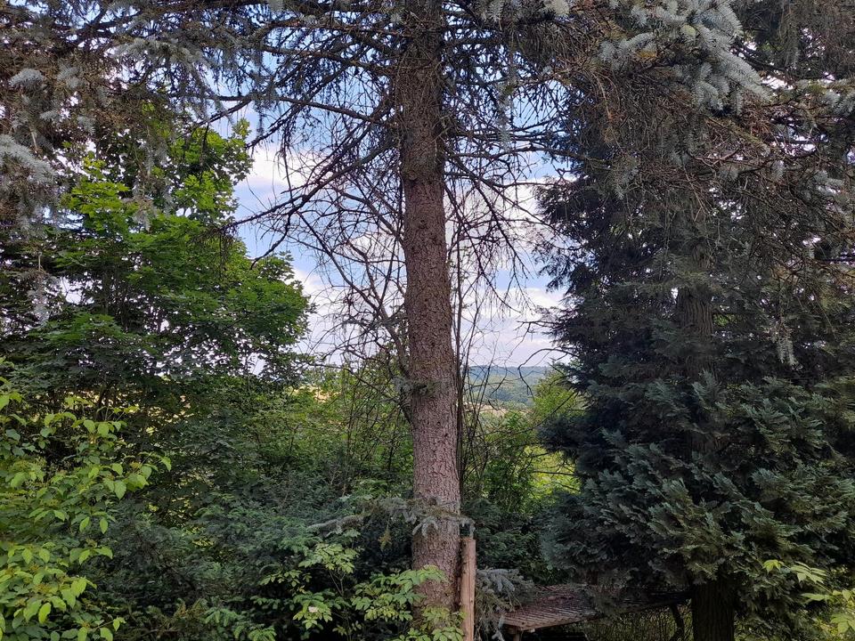 Thumbnail-Bauplatz bzw. Gartengrundstück in Schwarzenbach - ca. 760 qm