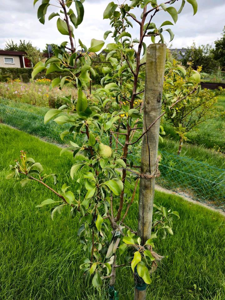 Thumbnail-Kleingarten (400 qm) KGV Schillerteich, Festpreis 5500