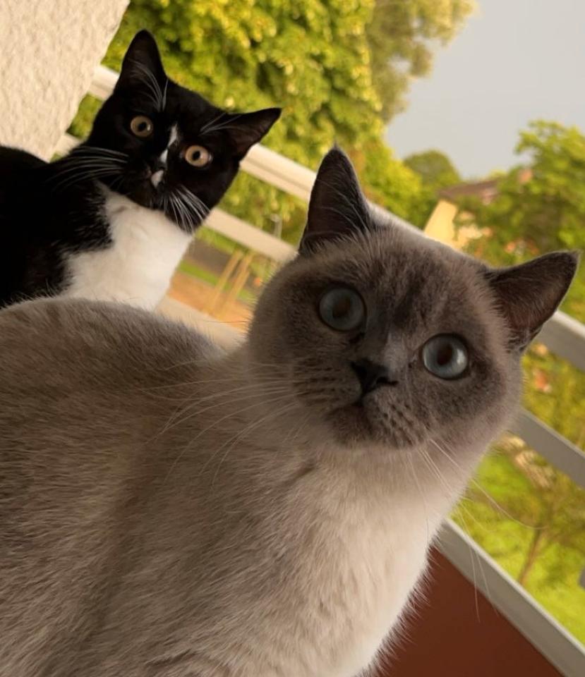 Thumbnail-Wohnungsgesuch 2 Zimmer Wohnung mit Balkon