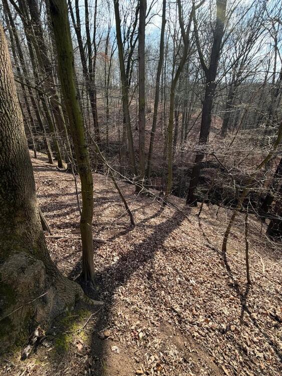 Thumbnail-Erholungswald mit kleinem Fluss in Cossebaude zu verpachten