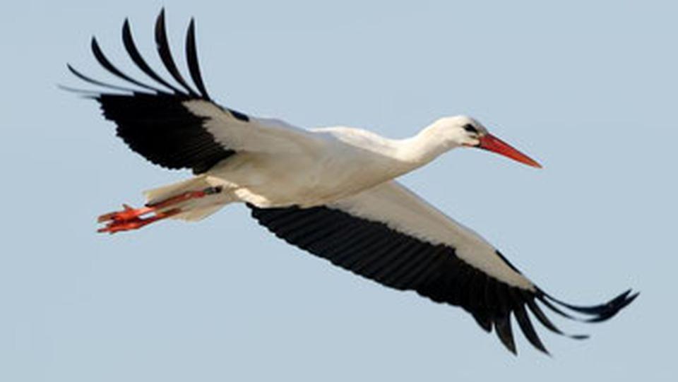 Thumbnail-W12: Storch & Seeblick Erdwärme & PV & Solarthermie