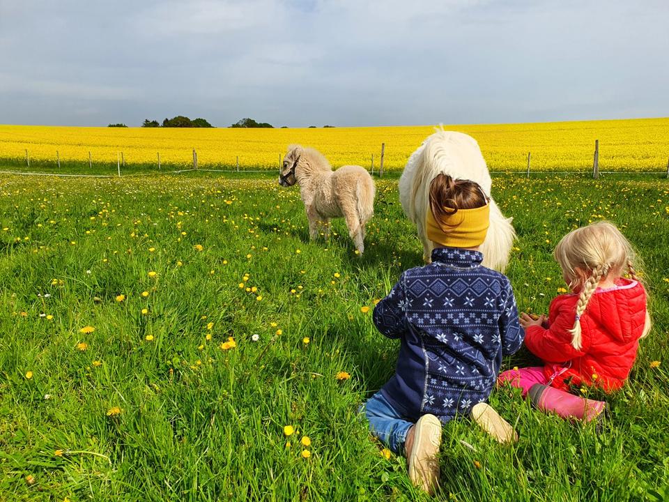 Thumbnail-Ferienwohnung Urlaub Ostsee Bauernhof Reiten Tiere Pferde