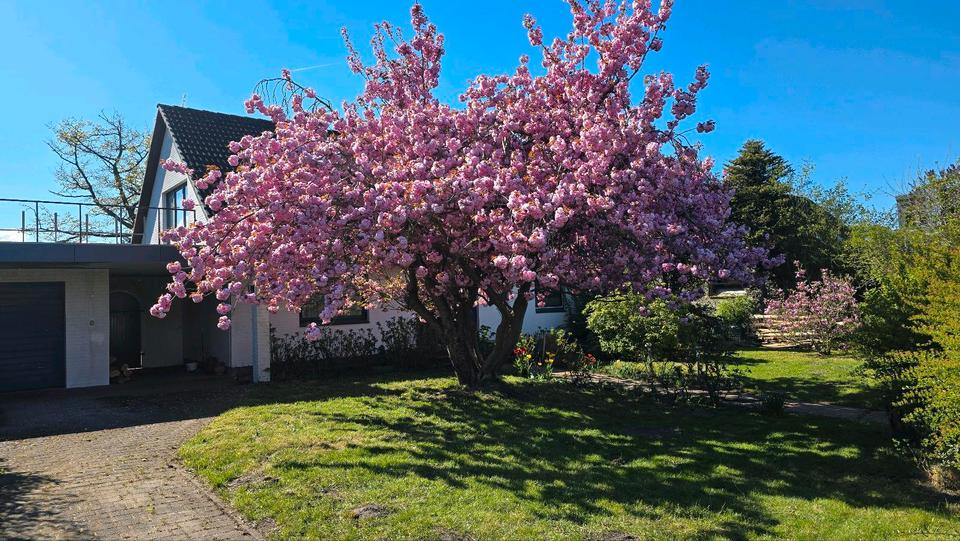 Thumbnail-Wohnhaus in Fahrdorf provisionsfrei in schöner Lage