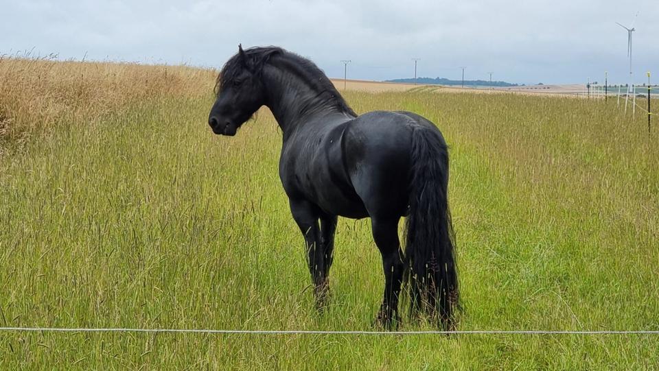 Thumbnail-Idyllisch gelegener Reiterhof von Privat zu verkaufen