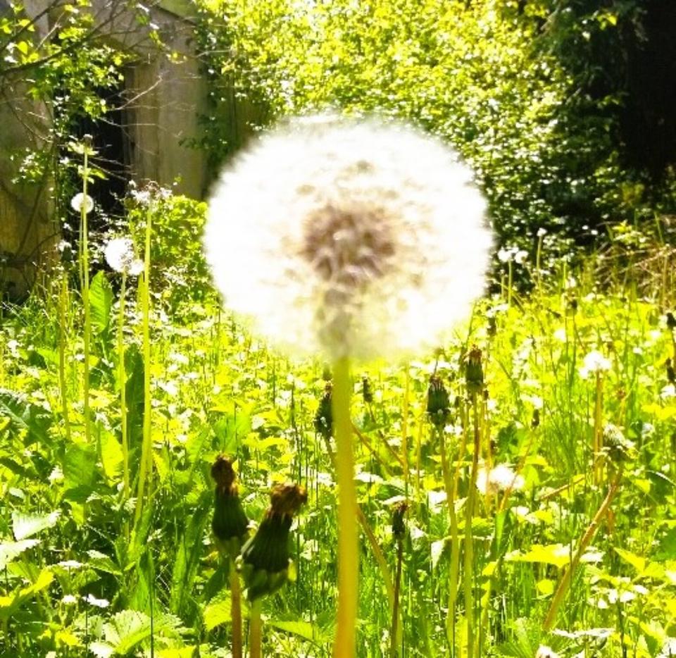Thumbnail-Einfamilienhaus mit 1000m2 Grundstück in Bestlage von Wangen