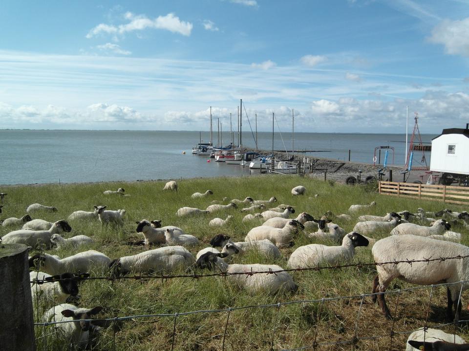 Thumbnail-Ferienhaus am Nordseedeich last minute Weihnachten Hooksiel