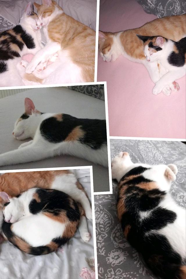 Thumbnail-Mietwohnung