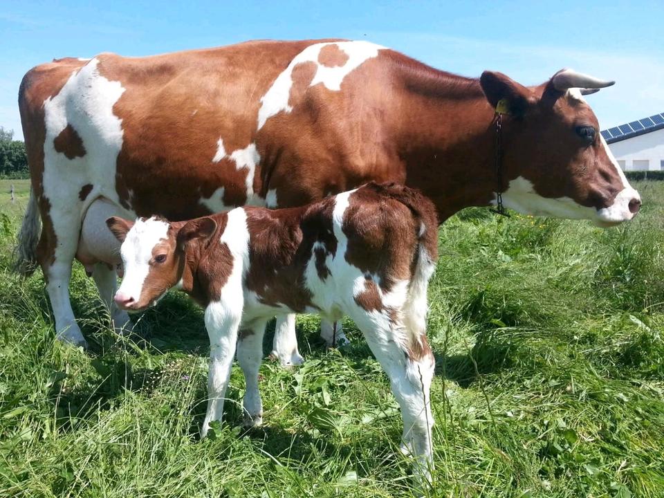 Thumbnail-Ferienwohnung Ferienhaus Eifel Bauernhof Kühe Hühner Pony