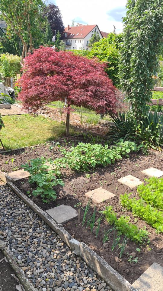 Thumbnail-PachtKleingarten mit Steinhaus (nähe Burgwartstraße)