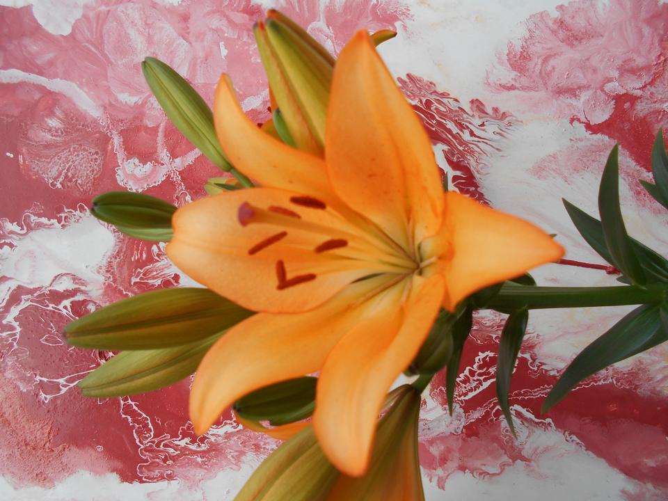 Thumbnail-Gemütliches Wohnung mit Balkon zu sofort zu vermieten an EP