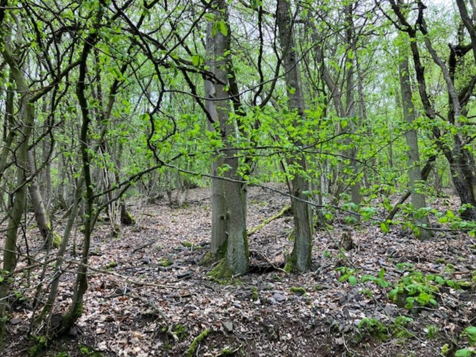 Thumbnail-56814 , Bruttig , Grundstück , Waldfläche , Mosel , Freizeit , Hobby , Ratenzhlg mgl ,