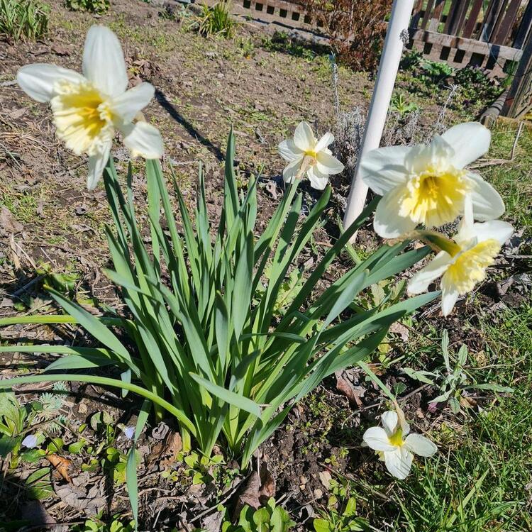 Thumbnail-Kleingarten mit Potenzial