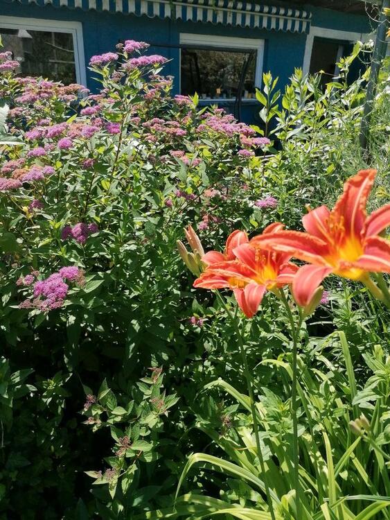 Thumbnail-Kleingarten Volksgesundung e.V. Leipzig Gohlis