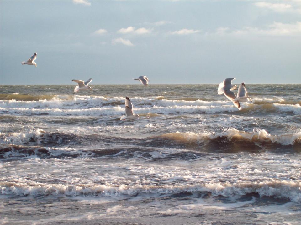 Thumbnail-Ferienwohnung,Ostsee,Fehmarn,Südstrand,direkt am Meer
