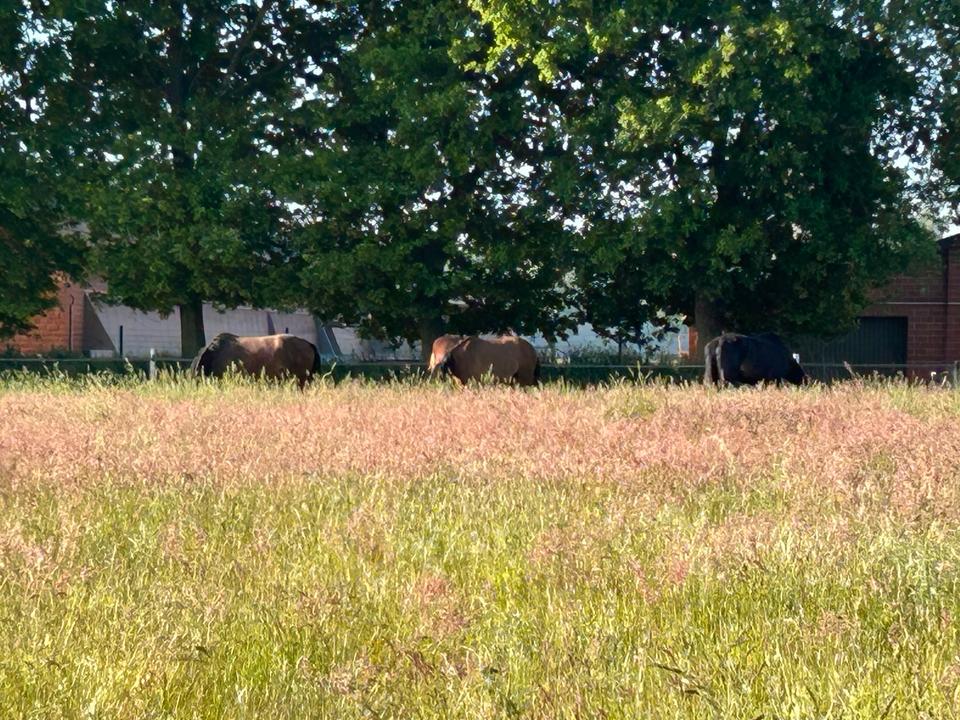 Thumbnail-AnwesenHof mit Reithalle