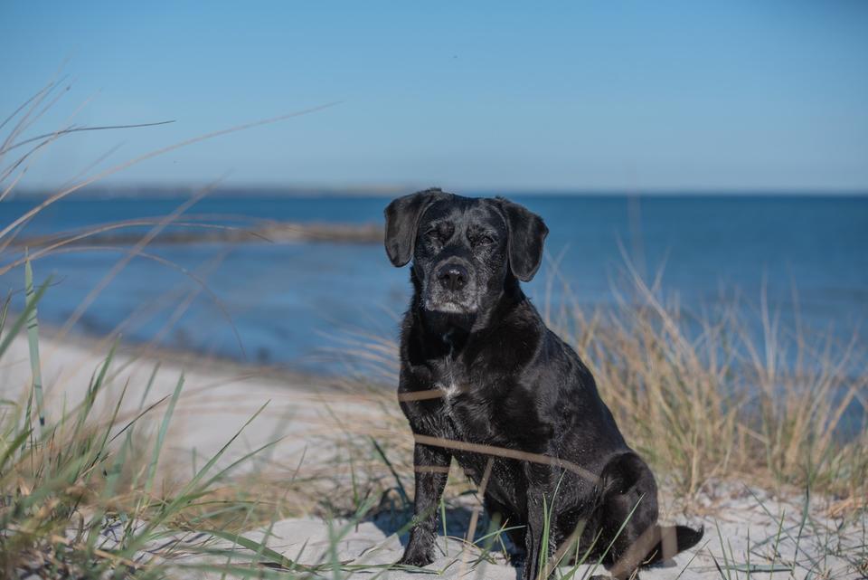 Thumbnail-Ferienwohnung an der Ostsee , Hunde willkommen ❤️⚓️