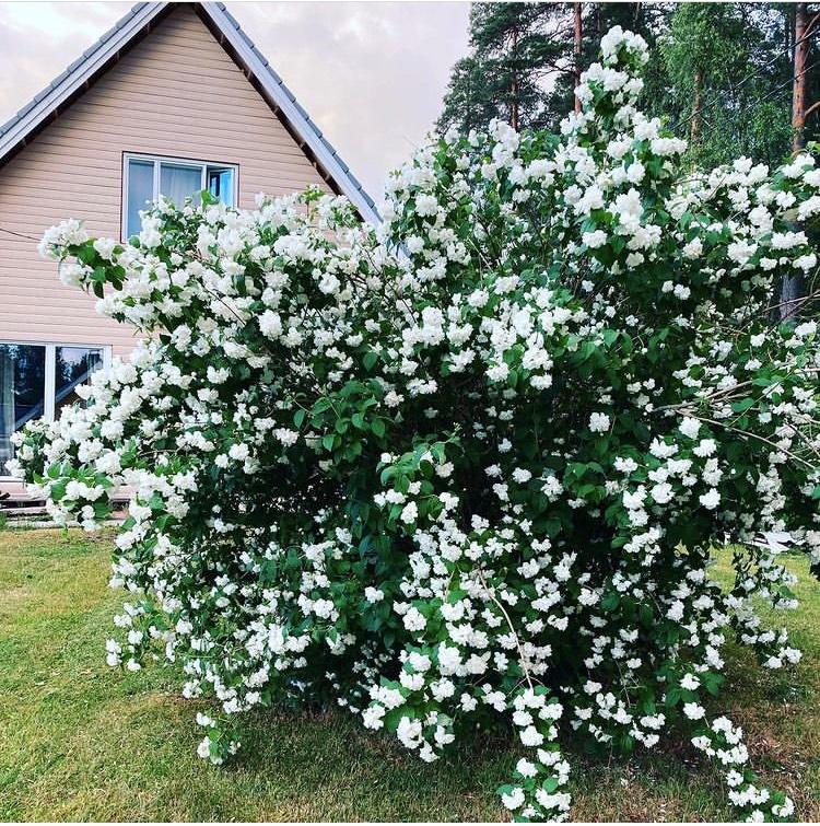 Thumbnail-schwedenhaus in estland