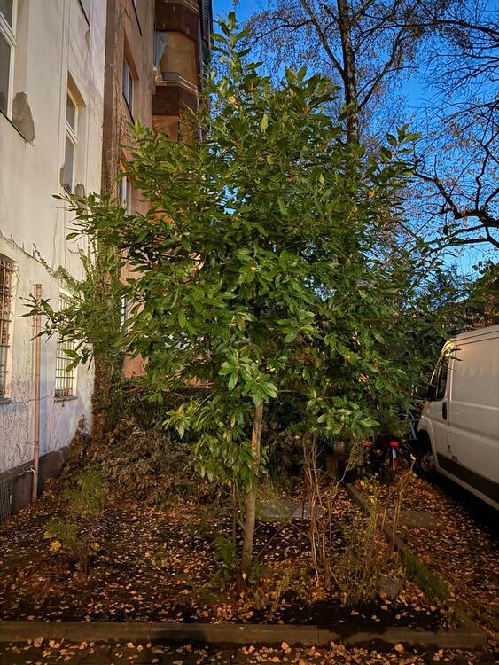 Thumbnail-2 Zimmer Wohnung in Wedding (60qm) zu vermieten