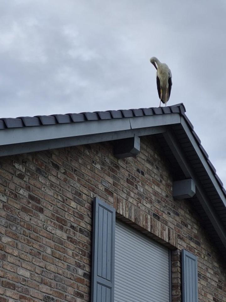 Thumbnail-Einfamilienhaus zu verkaufen