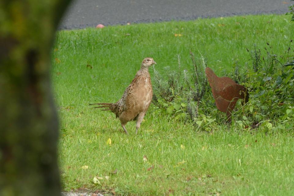 Thumbnail-Ferienwohnung