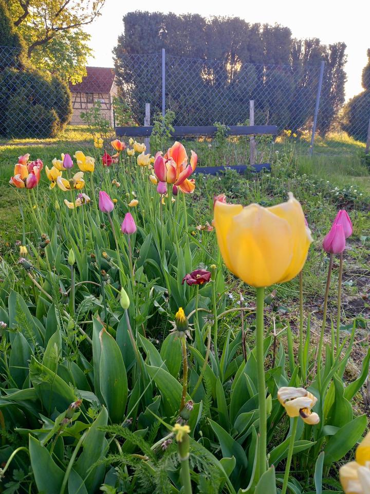 Thumbnail-sonniger Eigentumsgarten, Privatgrundstück, Eigentumsland