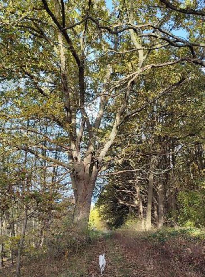 Thumbnail-Wohnen in Waldrandlage - BESICHTIGUNG am 6. Dezember